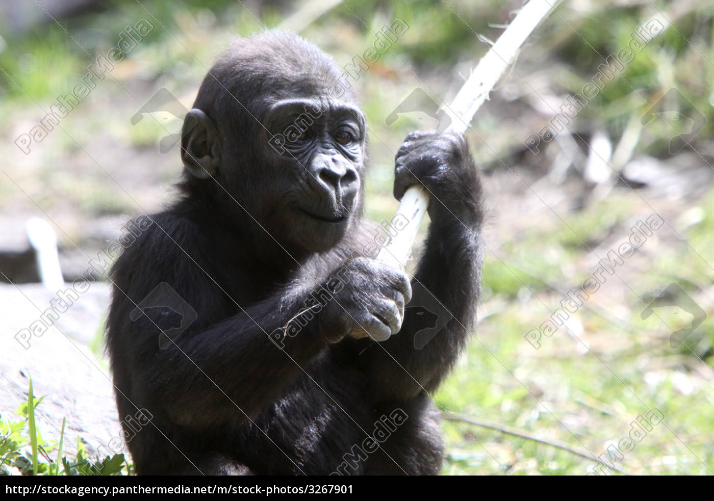 Gorilla Baby Lizenzfreies Bild Bildagentur Panthermedia