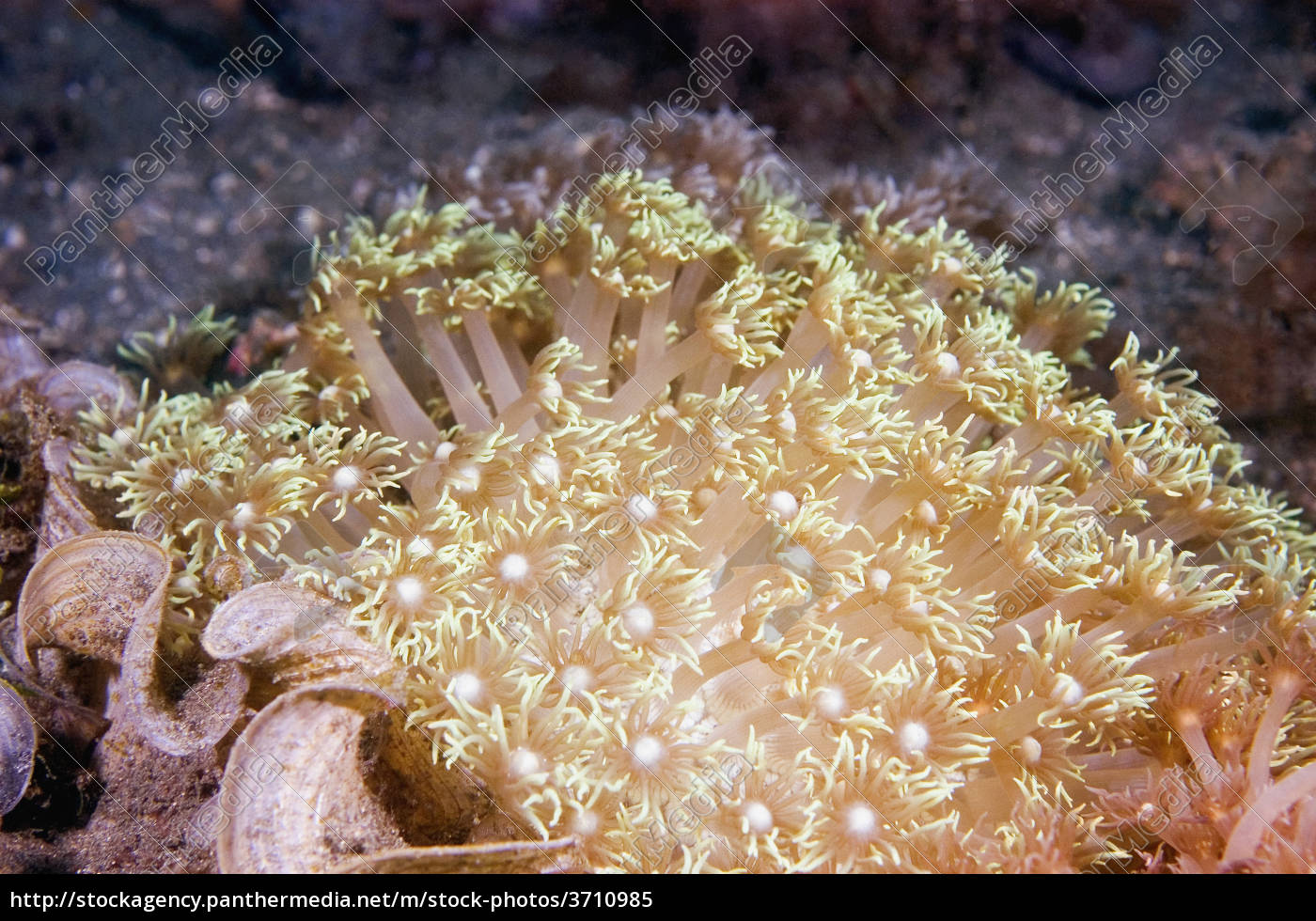 Close Up Von Blumen Weiche Koralle Unter Wasser Stockfoto Bildagentur Panthermedia