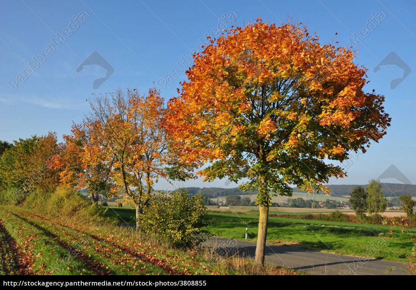 Herbstlandschaft Lizenzfreies Bild 3808855 Bildagentur Panthermedia