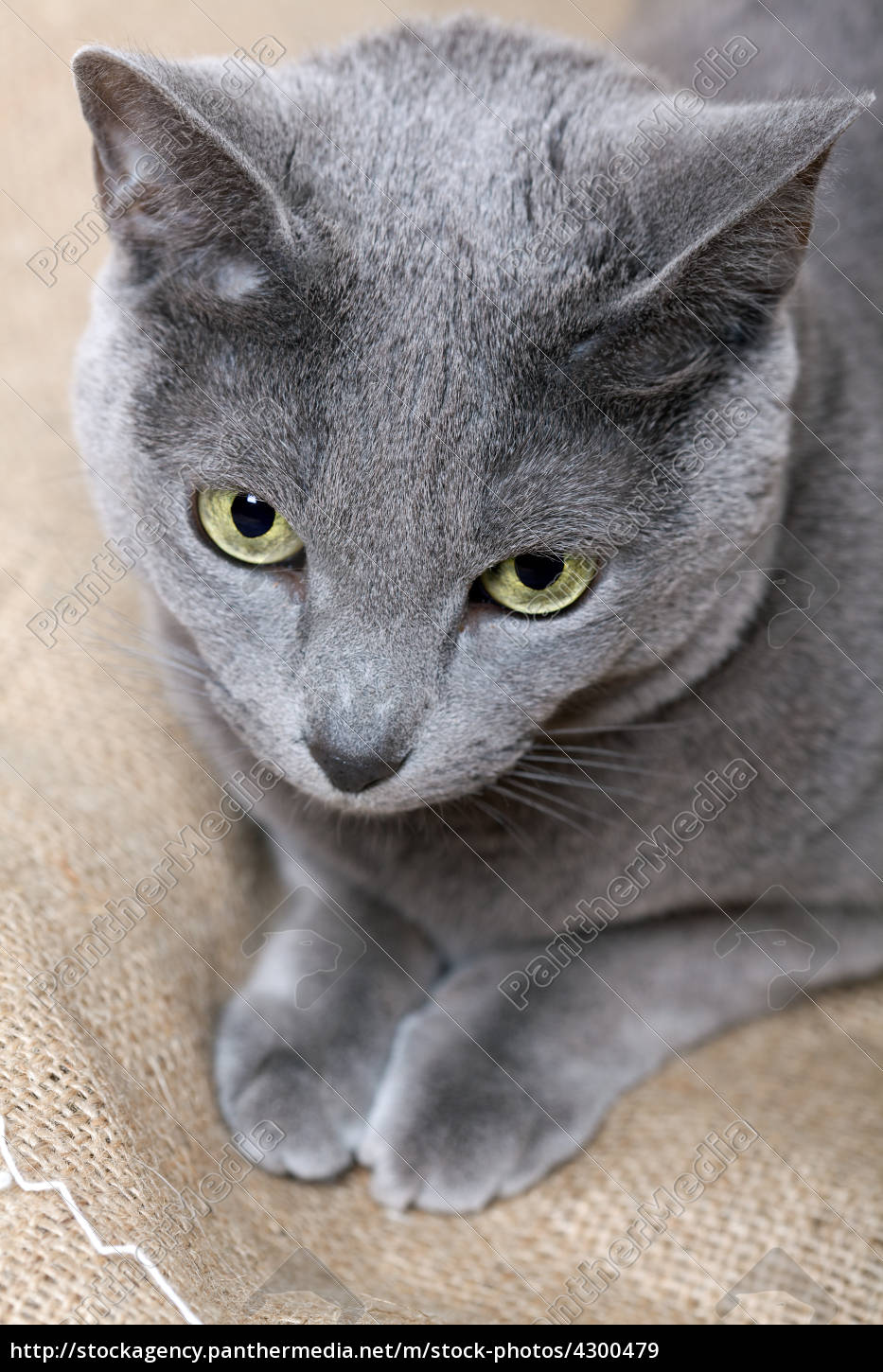 Russisch Blau Katze Kaufen Schweiz