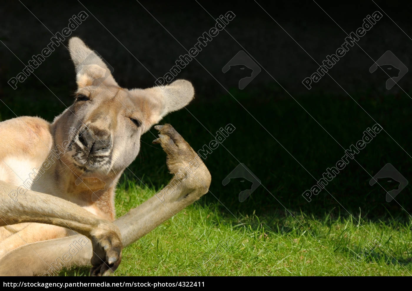 Känguru schaut witzig in die Kamera Lizenzfreies Bild 4322411