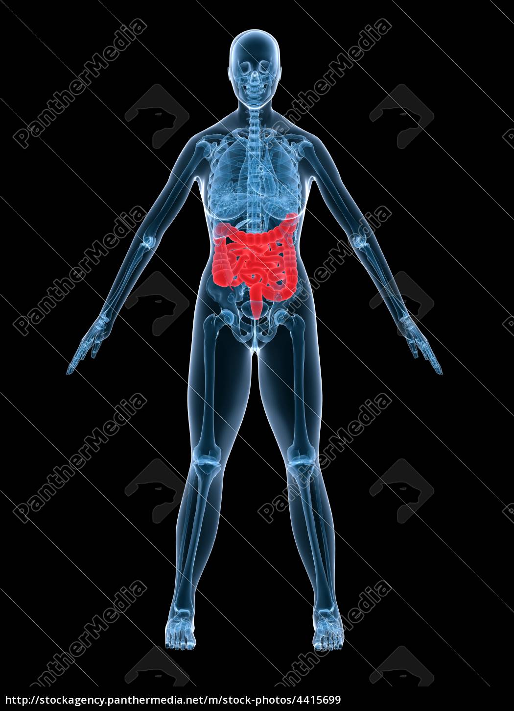 Weibliche Anatomie Darm Lizenzfreies Bild Bildagentur Panthermedia