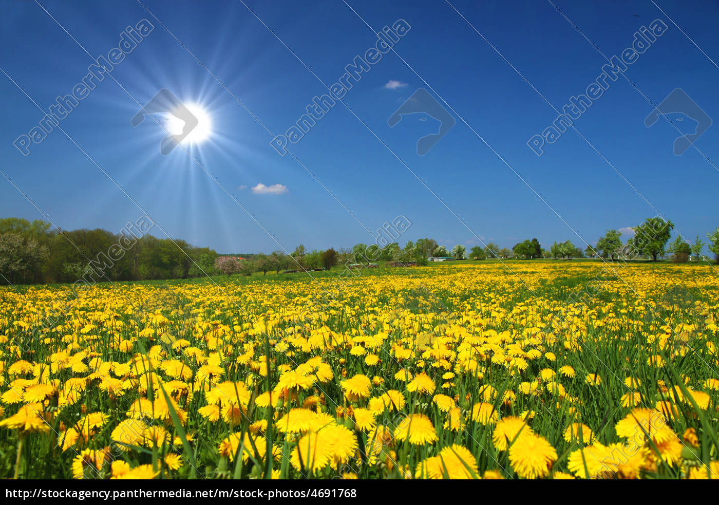 Blumenwiese Mit Sonne - Lizenzfreies Foto - #4691768 | Bildagentur ...