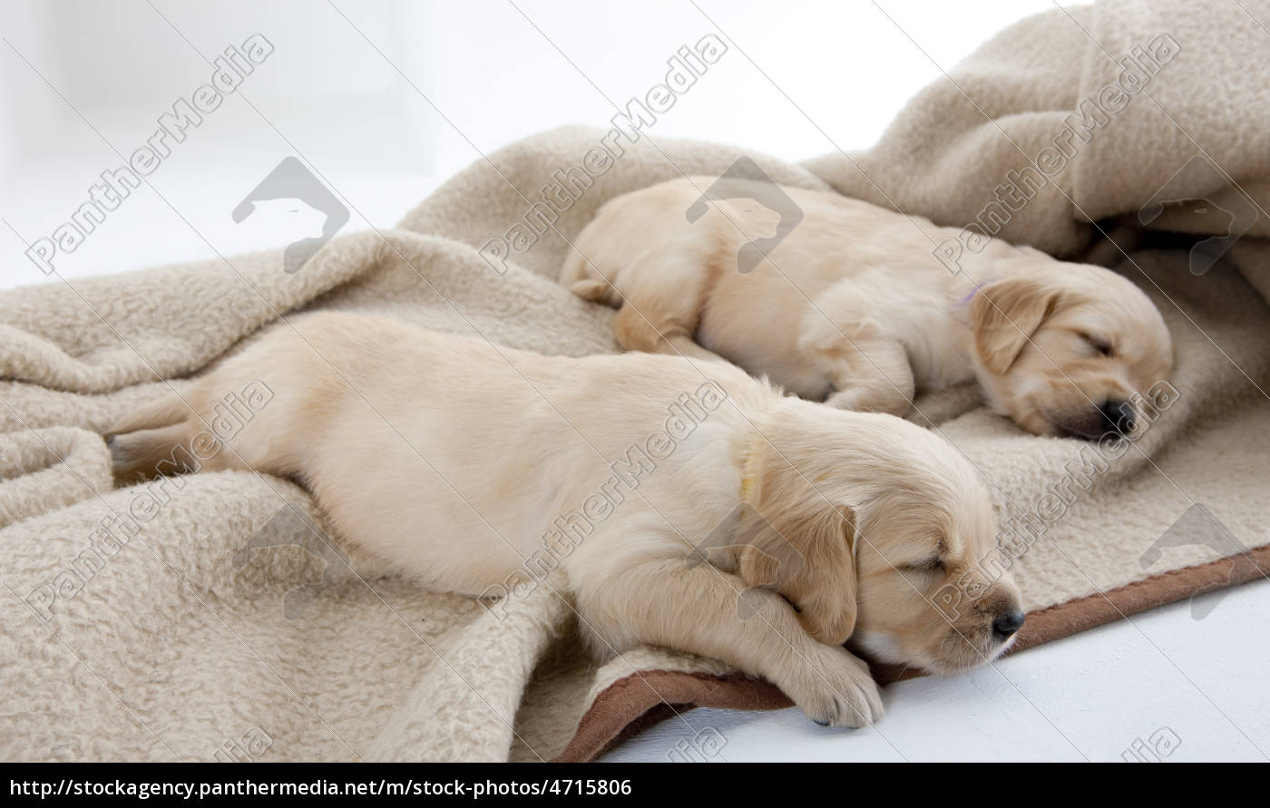 Welpen Von Golden Retriever Schlafen Stock Photo 4715806 Bildagentur Panthermedia