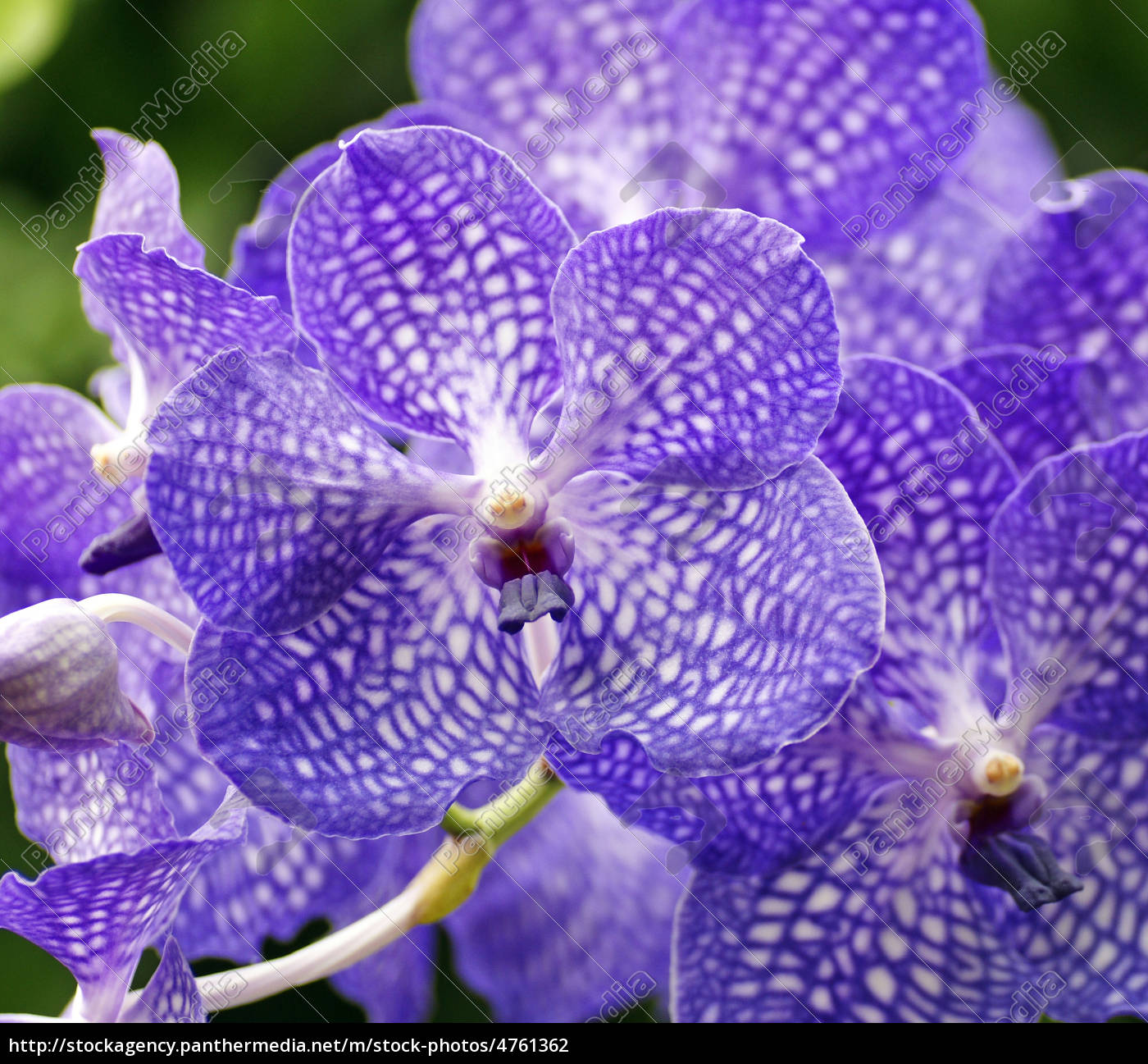 Blaue Orchidee Blue Orchid Stock Photo 4761362 Bildagentur Panthermedia