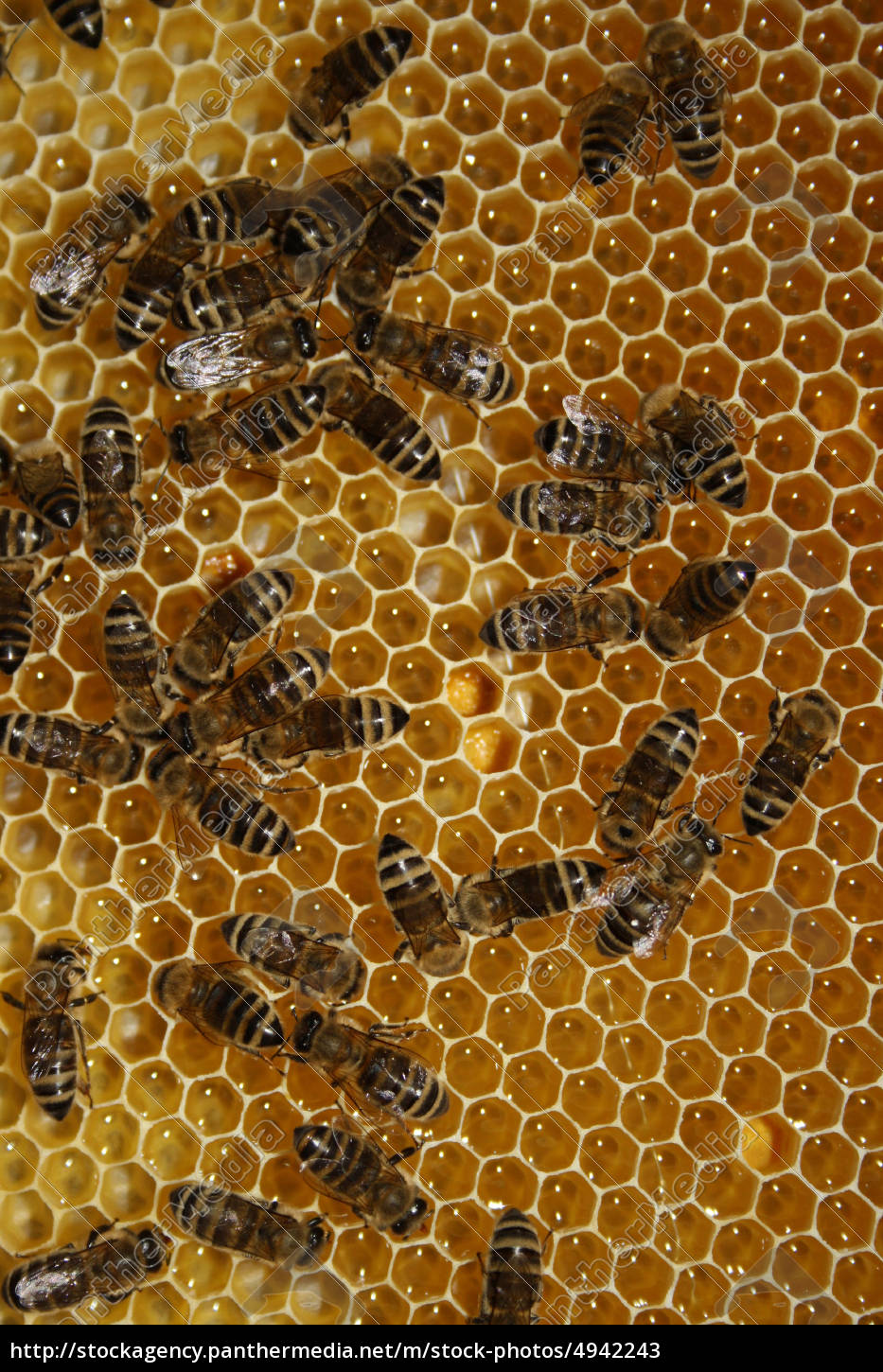 Bienenwabe Mit Bienen Lizenzfreies Bild Bildagentur Panthermedia