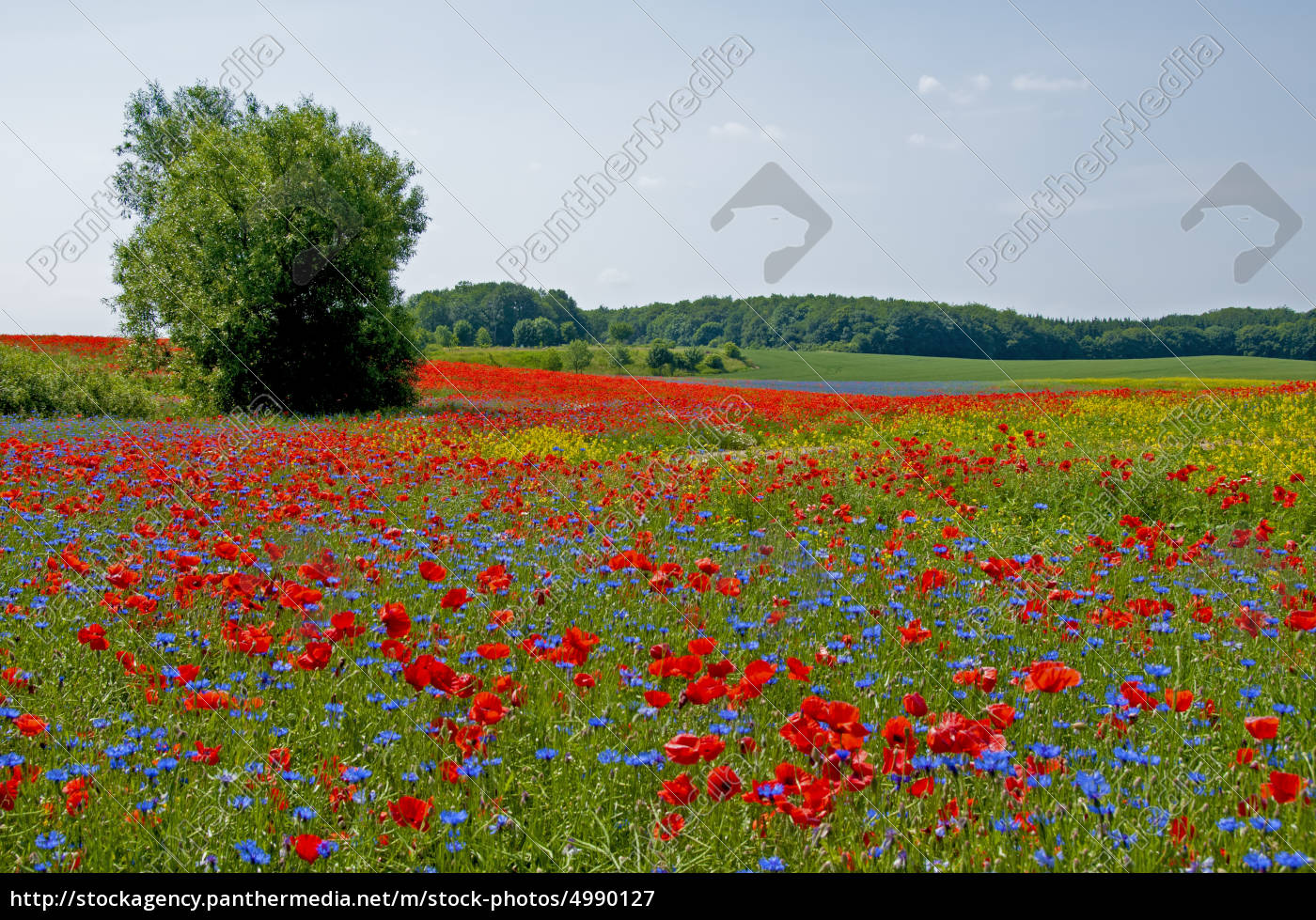 Blumenwiese in Mecklenburg - Lizenzfreies Bild - #4990127 - Bildagentur