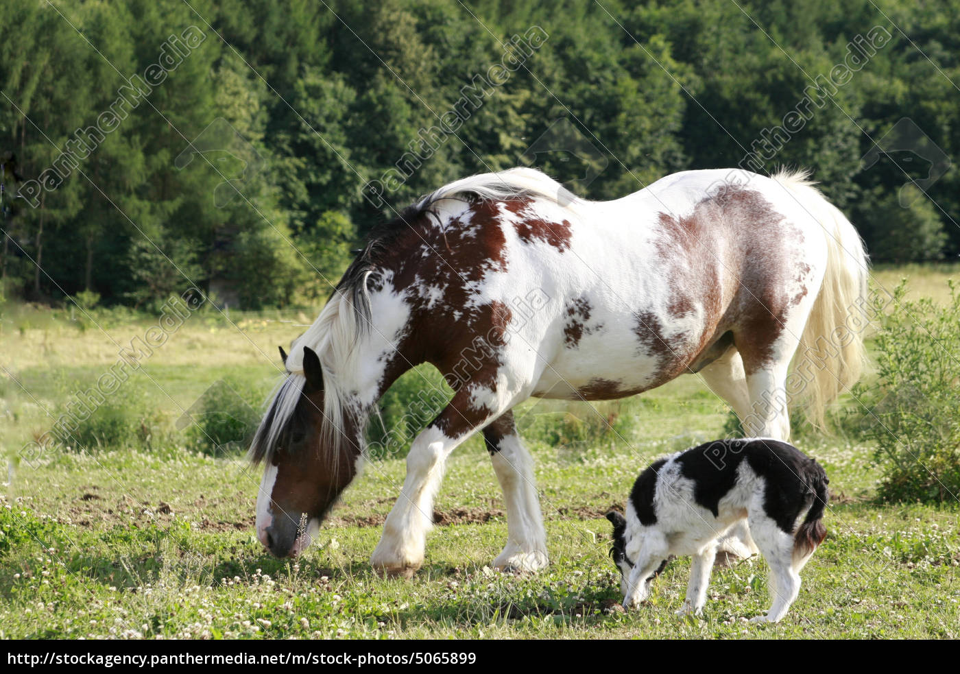 Pferd Fohlen Stockfoto Bildagentur Panthermedia