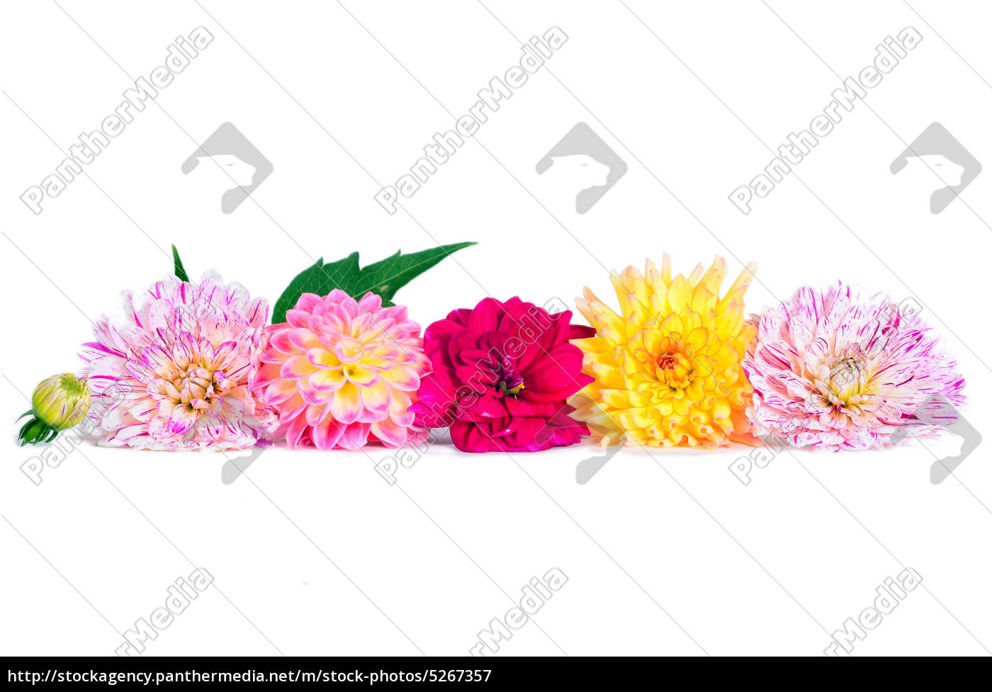 Bunte Herbst Blumen Dahlien Lizenzfreies Bild Bildagentur Panthermedia