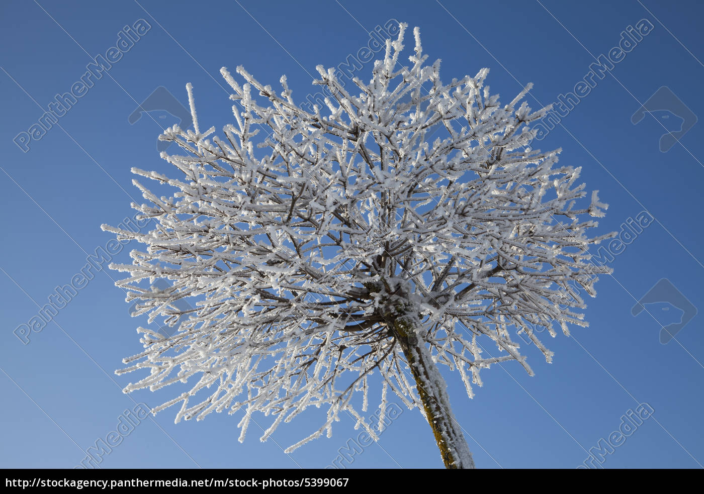 Baum Mit Raureif Im Winter Stockfoto Bildagentur Panthermedia