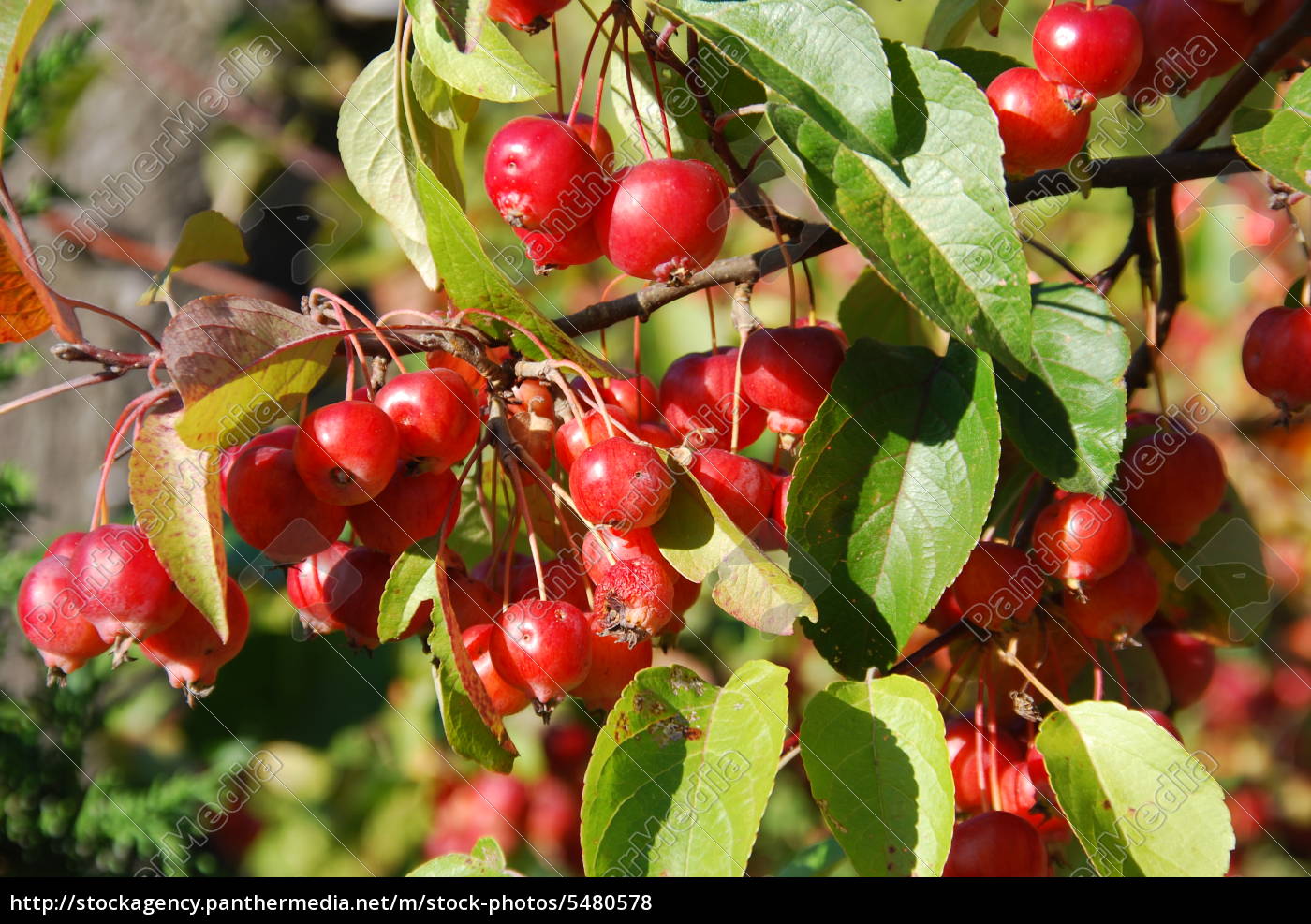 malus baccata bildagentur panthermedia