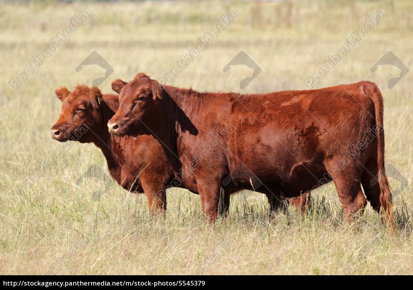 rote angus-kühe - Lizenzfreies Bild #5545379 | Bildagentur PantherMedia