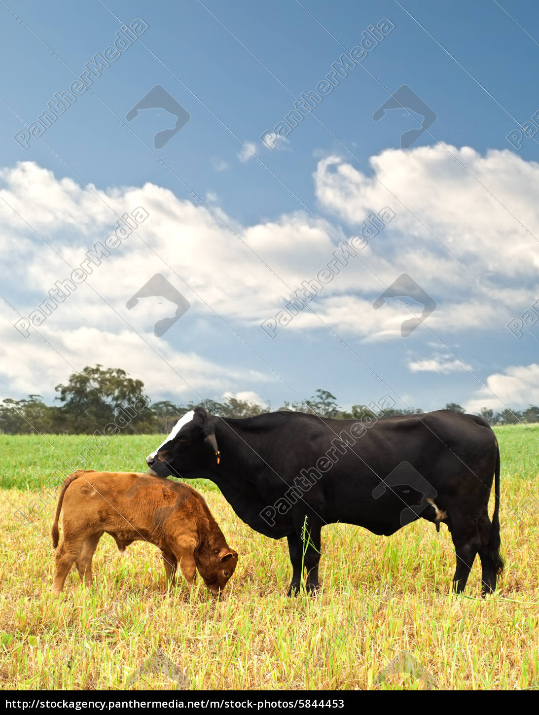 Mutter Und Baby Kuh Australian Gezuchtet Rinder Stockfoto 5844453 Bildagentur Panthermedia