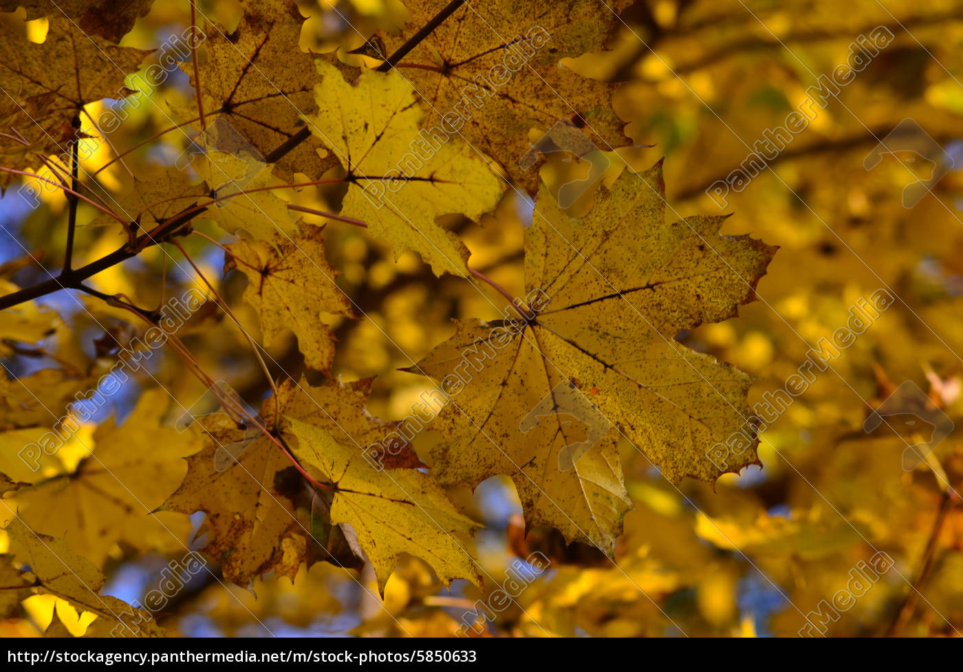 Herbst Farben Laub Bank Stockfoto Bildagentur Panthermedia