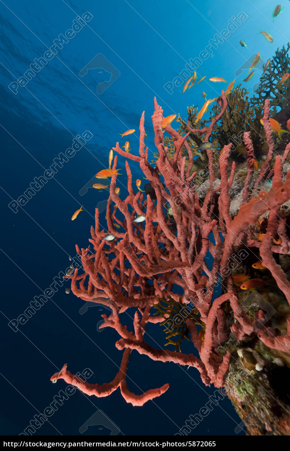 Toxische Finger Schwamm Im Roten Meer Stockfoto Bildagentur Panthermedia