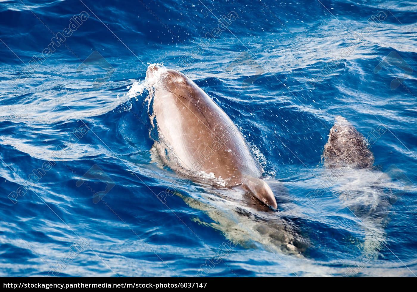 Delphine Vor Der Kuste Teneriffa Lizenzfreies Bild Bildagentur Panthermedia