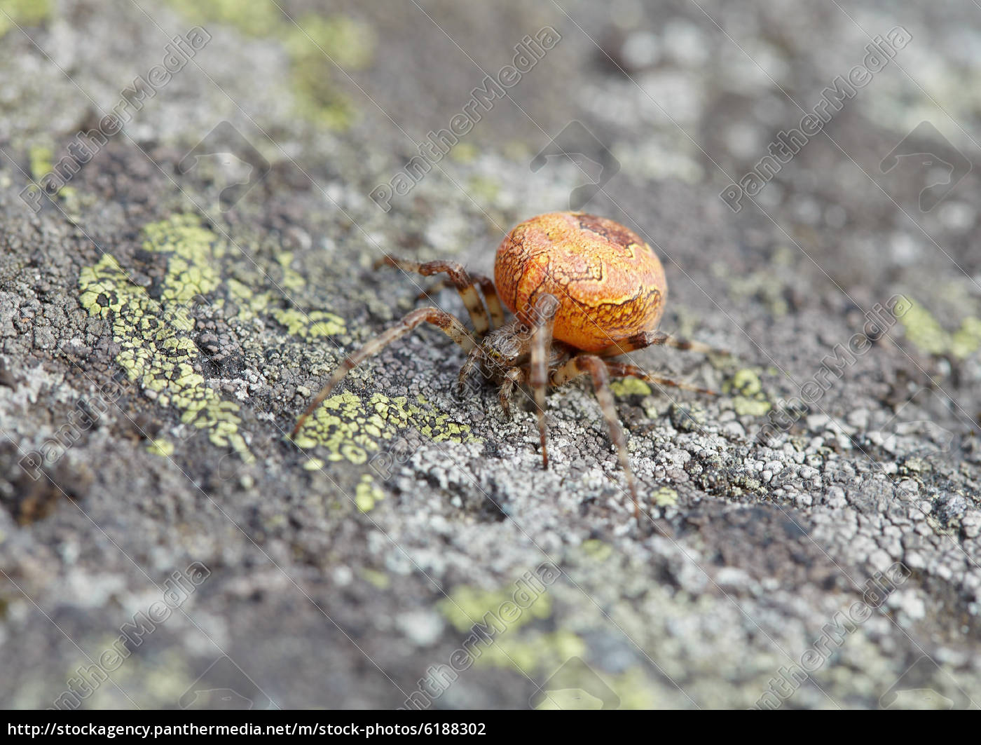 Grosse Orange Spinne Auf Stein Stock Photo Bildagentur Panthermedia