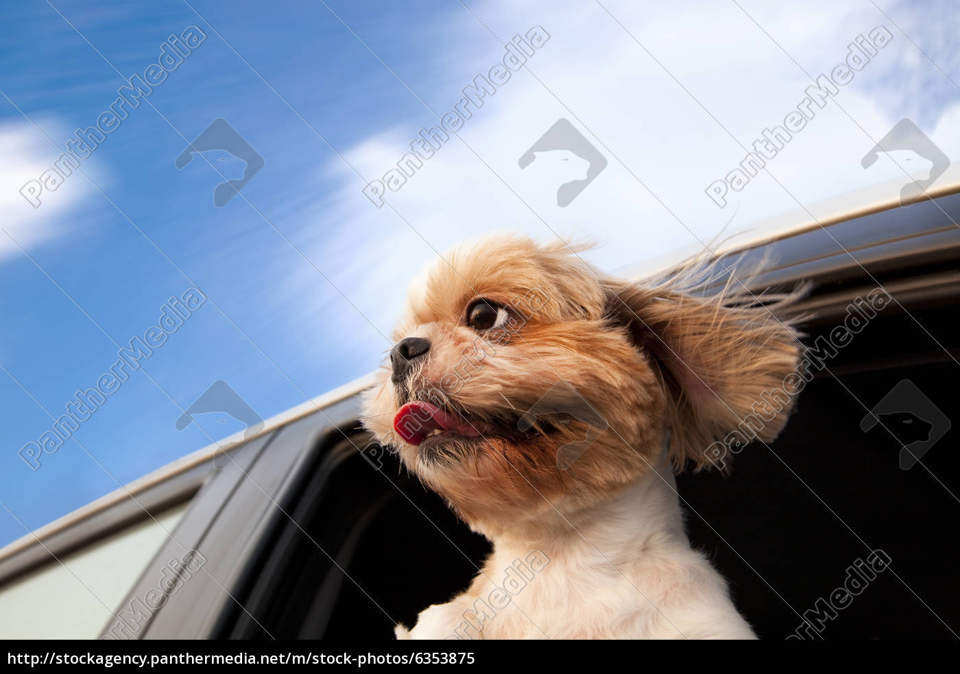 hund in einem auto-fenster und genießen autoreise - Lizenzfreies