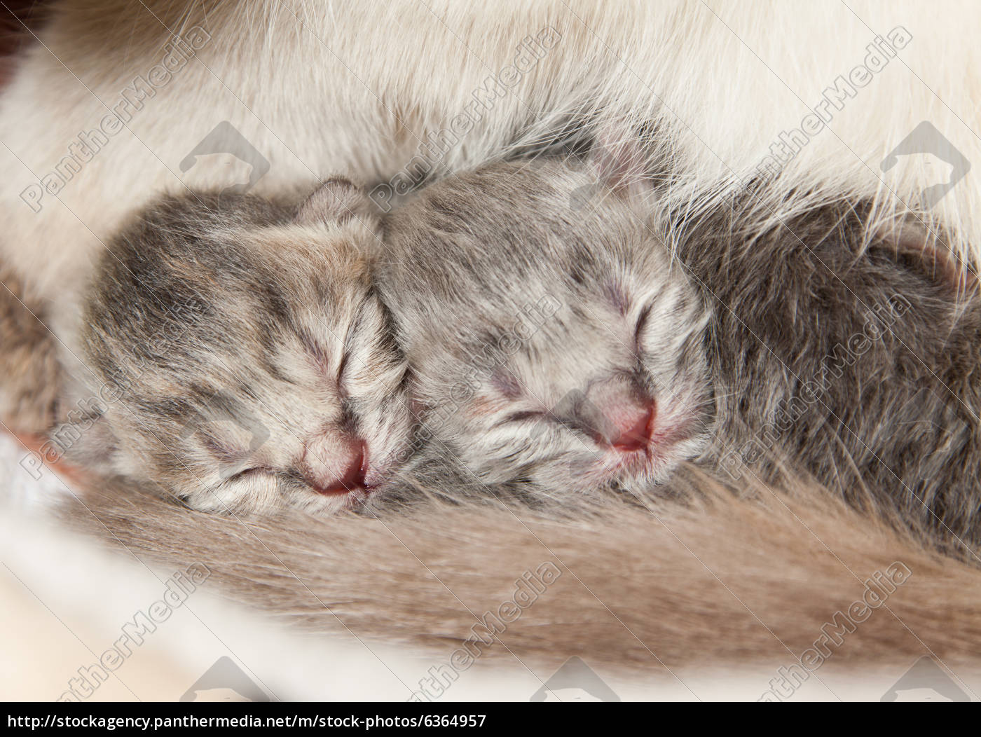 Neugeborene Katzenbaby 1 Tag Lizenzfreies Bild 6364957 Bildagentur Panthermedia