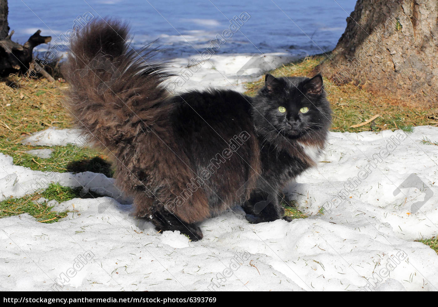 Schwarze Katze Perser Norweger Mischung Lizenzfreies Bild