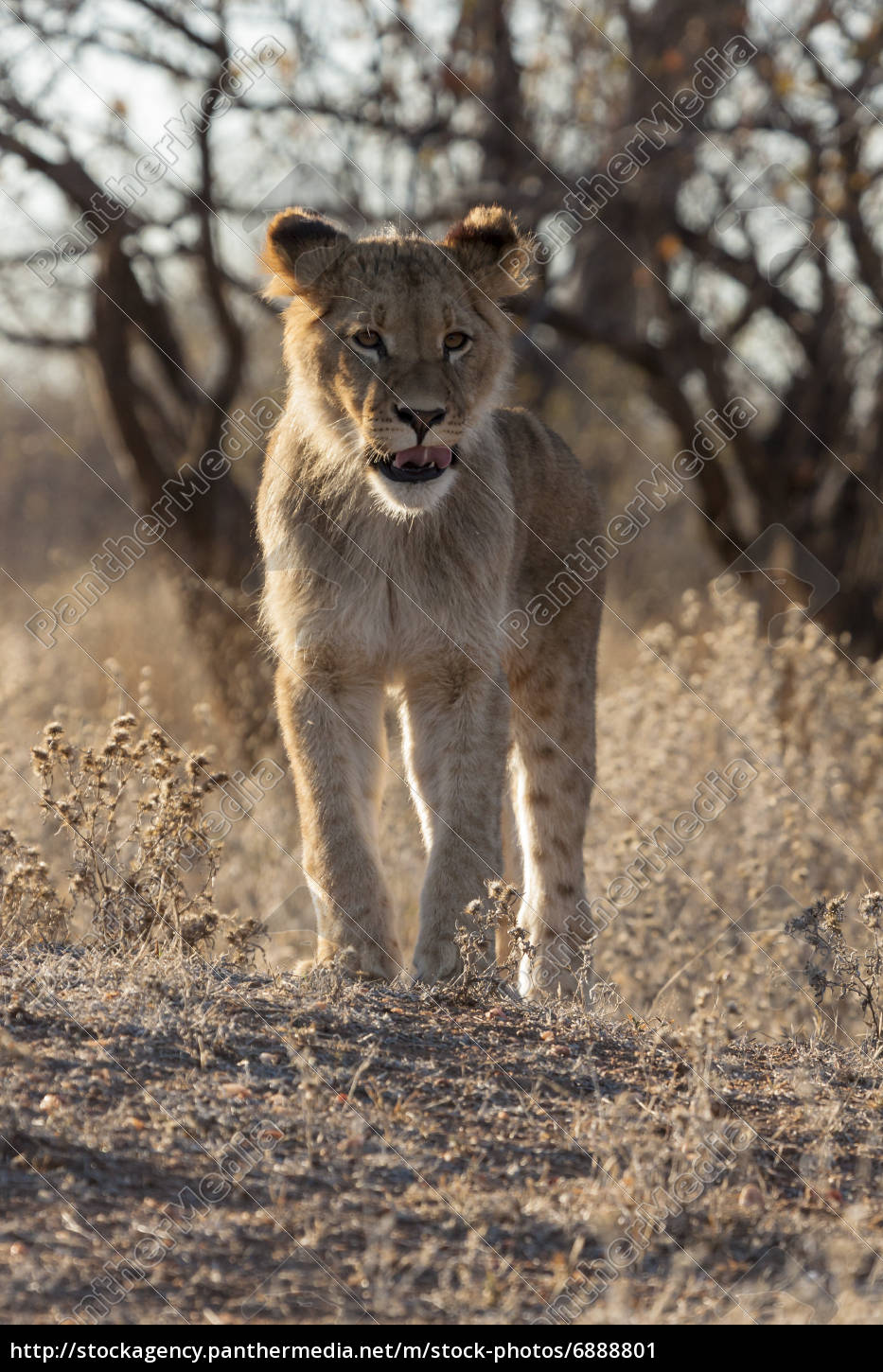 Löwe Panthera Leo Stockfoto 6888801 Bildagentur Panthermedia 