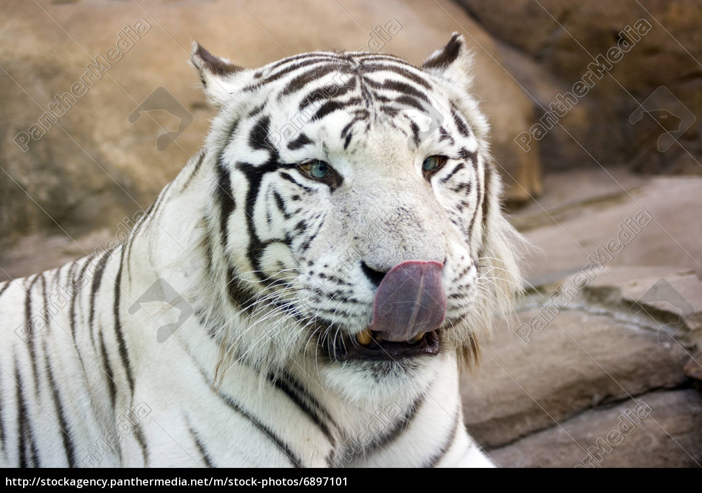 Weisser Tiger Mit Grunen Augen Lizenzfreies Bild 6897101 Bildagentur Panthermedia