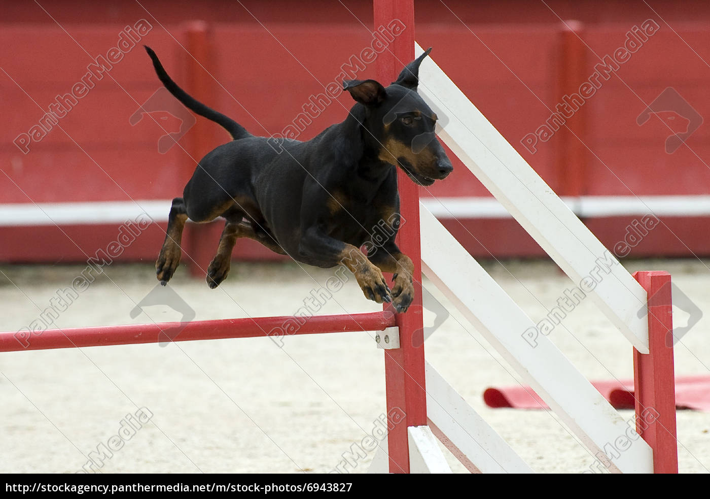 Manchester store terrier agility