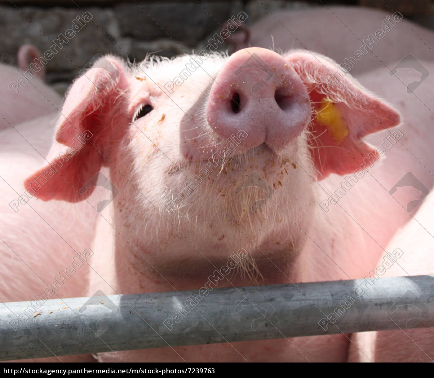 Baby Ferkel Frech Haeuslich Rosa Schwein Saeugetier Lizenzfreies Bild Bildagentur Panthermedia