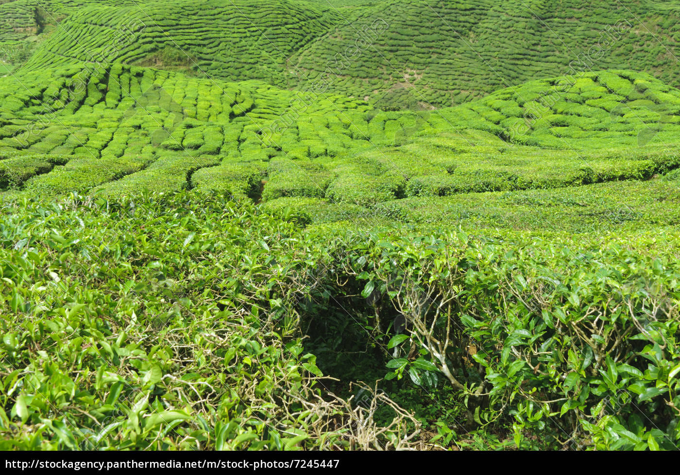 Teeplantage Camellia Sinensis - Stockfoto - #7245447 | Bildagentur