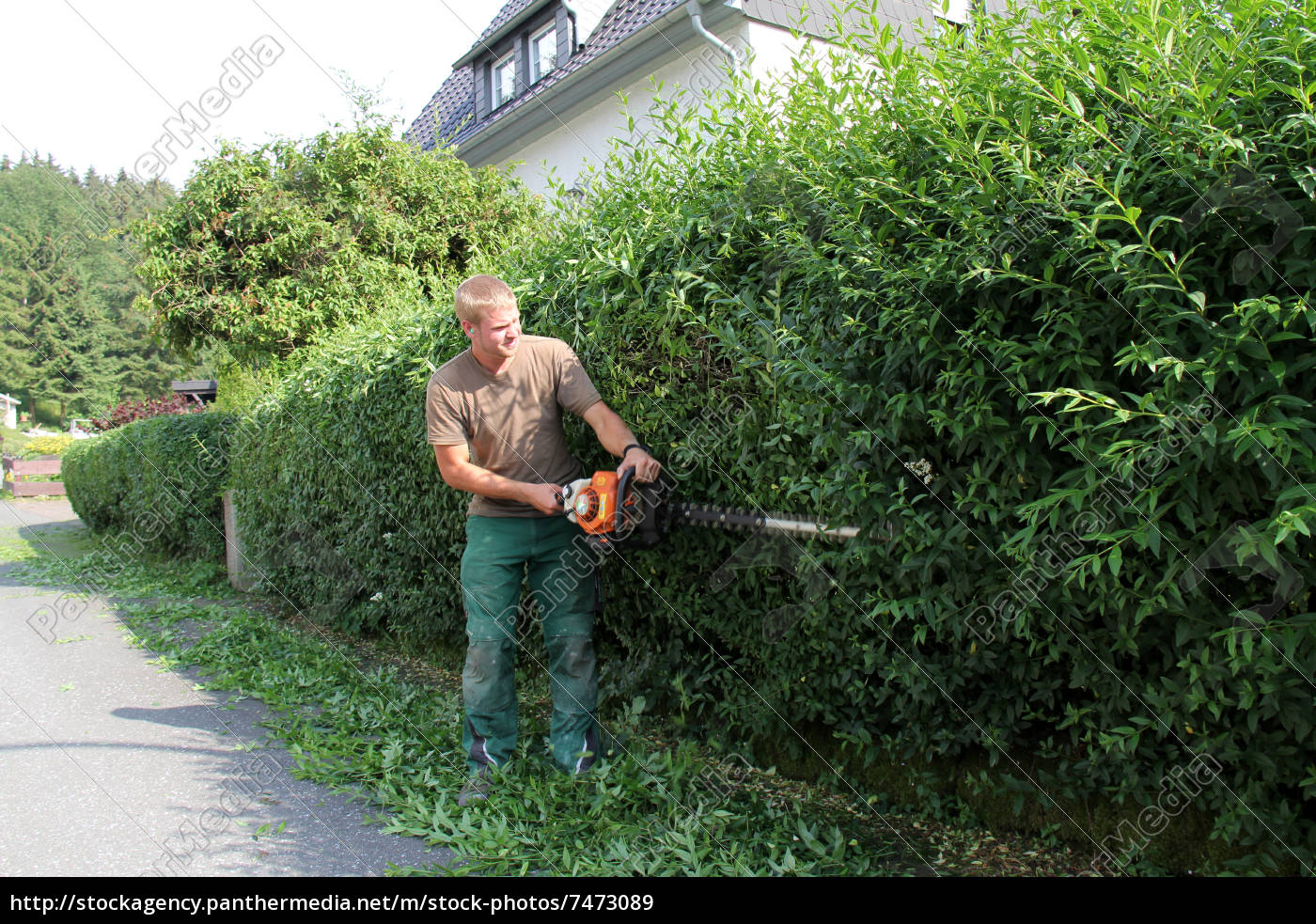 Ligusterhecke Schneiden Lizenzfreies Bild 7473089 Bildagentur Panthermedia