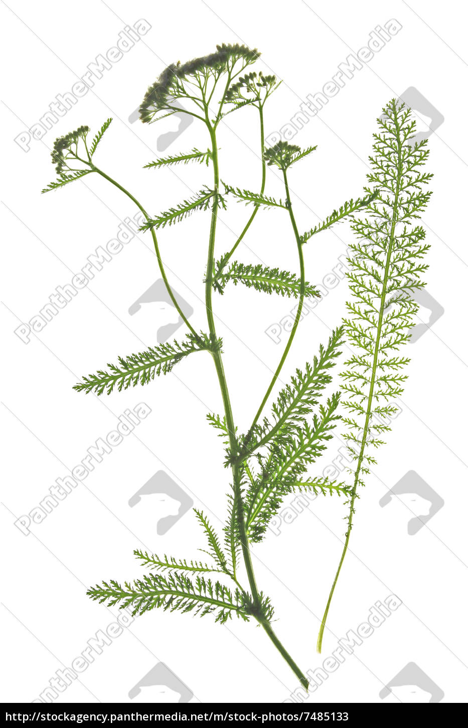 Schafgarbe Achillea Millefolium Lizenzfreies Bild Bildagentur Panthermedia