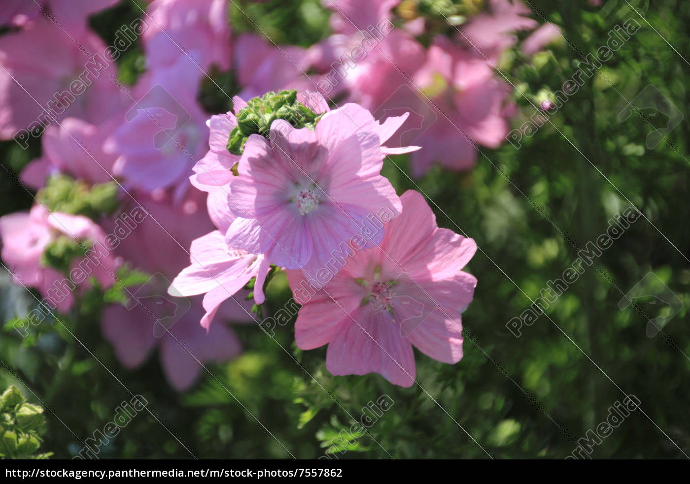 Lila Gartenblume Stock Photo Bildagentur Panthermedia