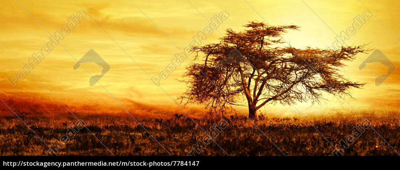 Big Afrikanischen Baum Silhouette Uber Sonnenuntergang Lizenzfreies Bild Bildagentur Panthermedia