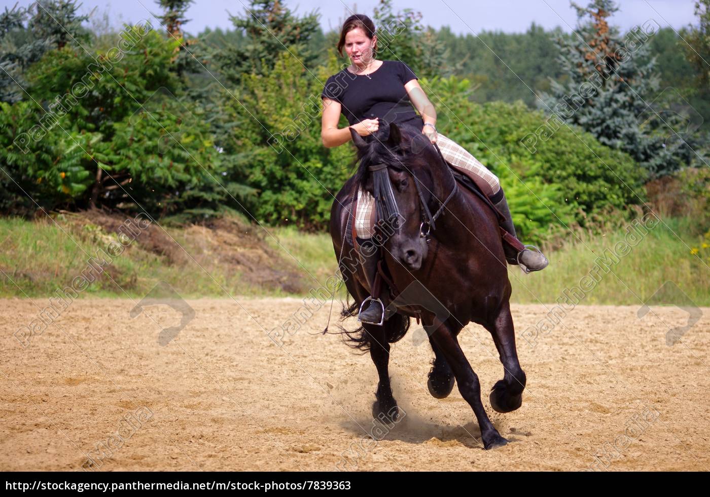 Reitsport Auf Dem Friesen Pferd Im Sommer Stockfoto Bildagentur Panthermedia