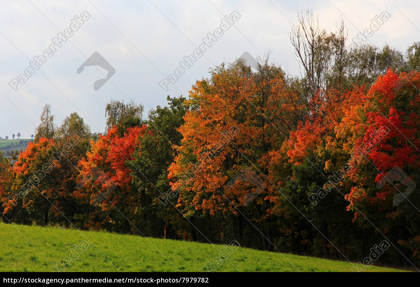 Herbst Natur Landschaft Herbstlandschaft Park Baum Stock Photo Bildagentur Panthermedia