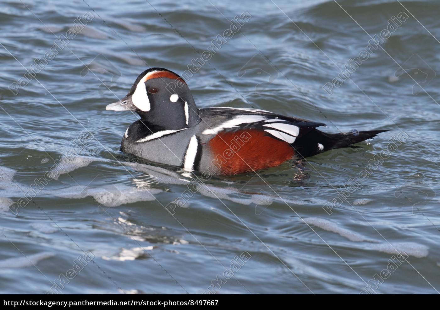 Harlekin Ente fliegt