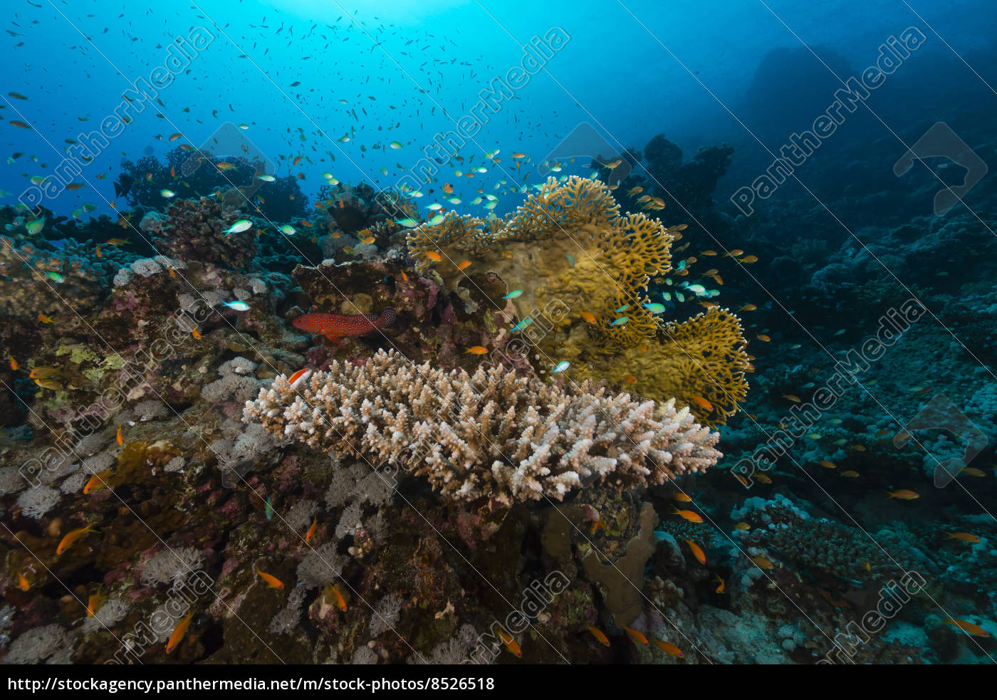 anemone und anemonenfisch im roten meer. - Stock Photo - #8526518