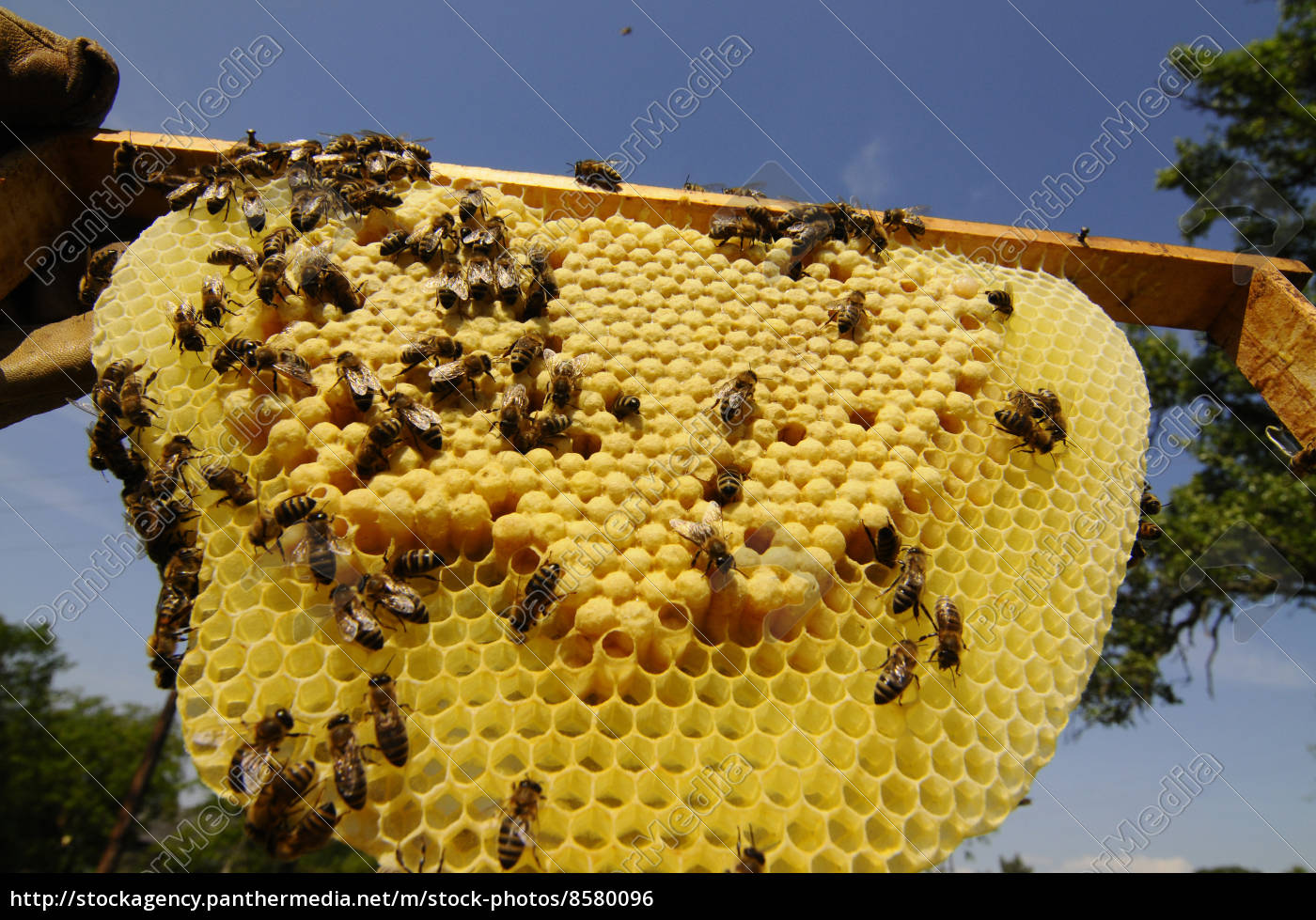 Wabe Bienenwabe Bienenzucht Imkerei Biene Bienen Tiere Lizenzfreies Foto Bildagentur Panthermedia