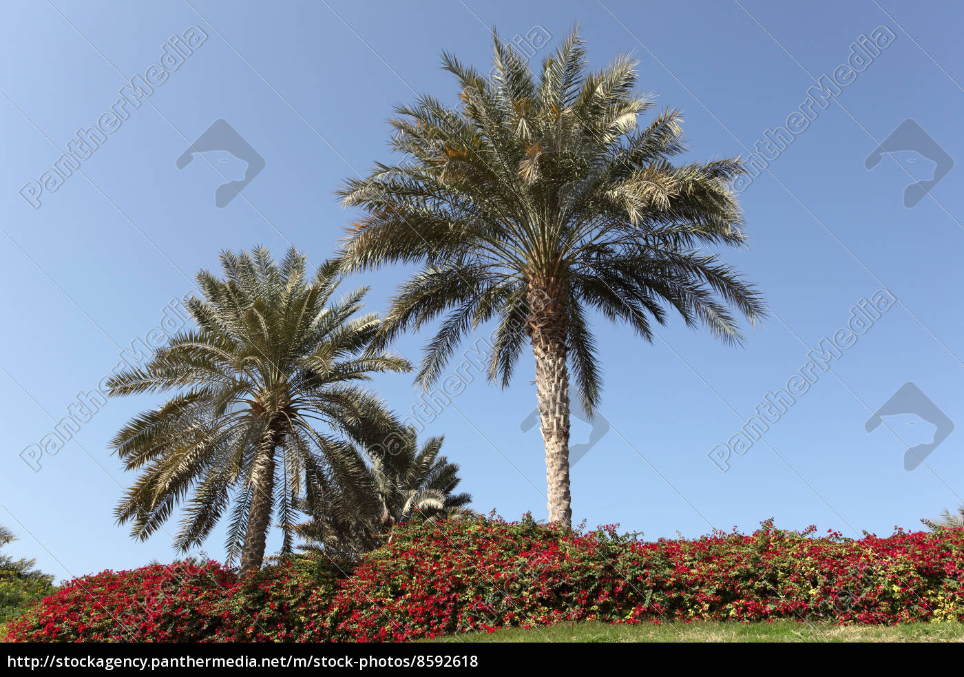 Palmen In Dubai Vereinigte Arabische Emirate Stockfoto Bildagentur Panthermedia
