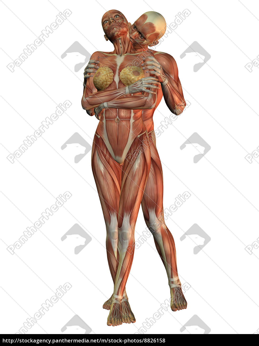 Menschliche Anatomie Bei Einer Umarmung Stock Photo Bildagentur Panthermedia