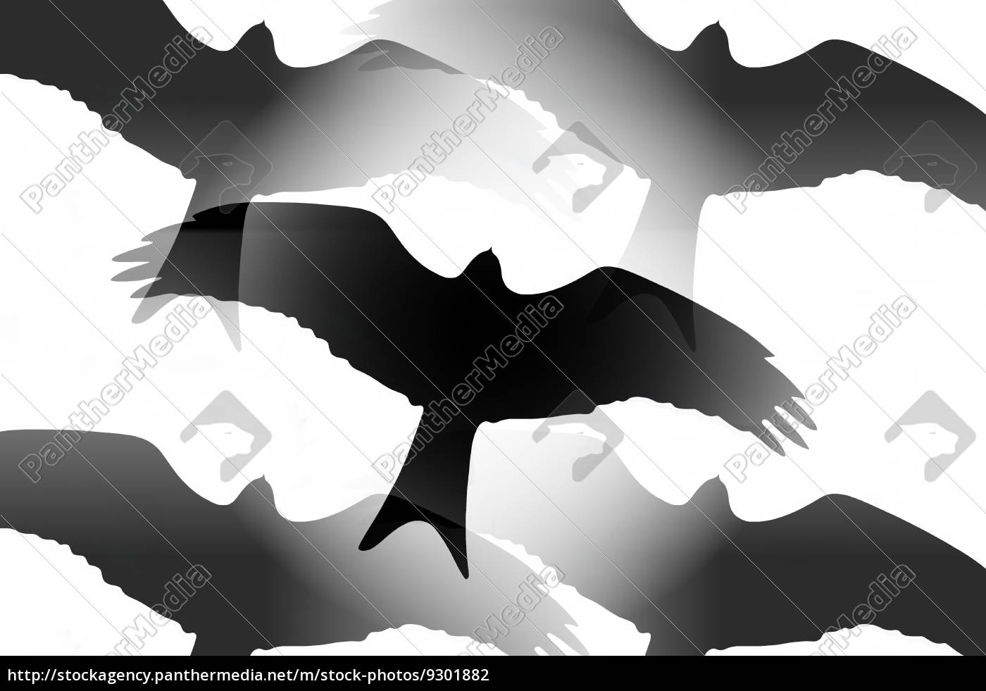 Raubvogel Silhouette Stock Photo Bildagentur Panthermedia