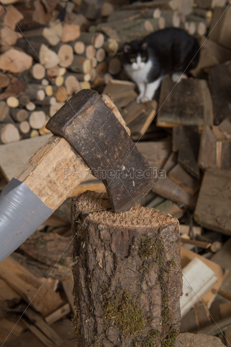 Holz Hacken Mit Axt Und Katze Schaut Zu Stock Photo Bildagentur Panthermedia