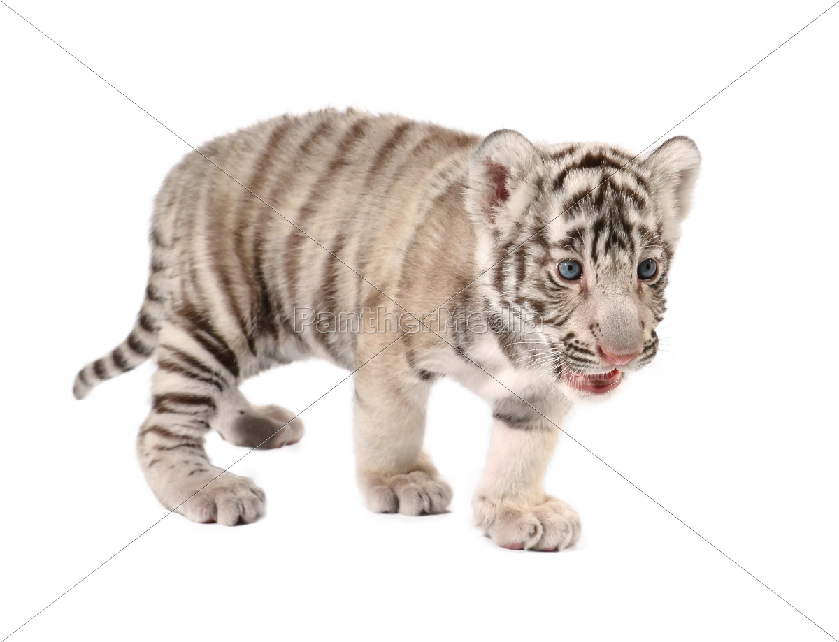 Baby Weisser Tiger Stockfoto 9418422 Bildagentur Panthermedia