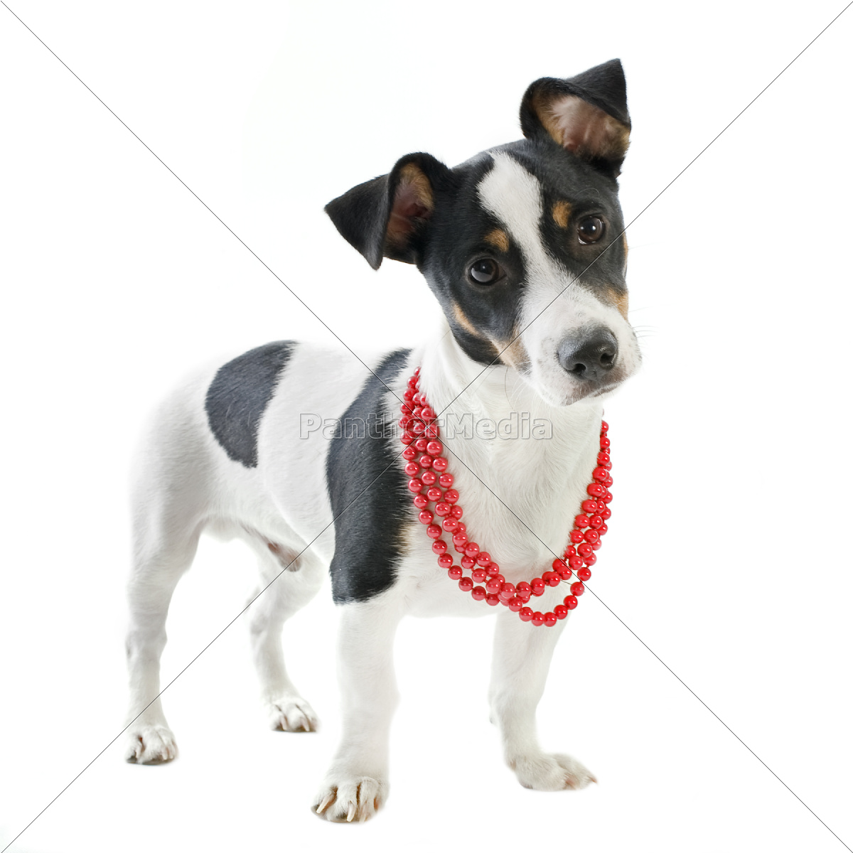welpe jack russel terrier Stock Photo 9628558 Bildagentur