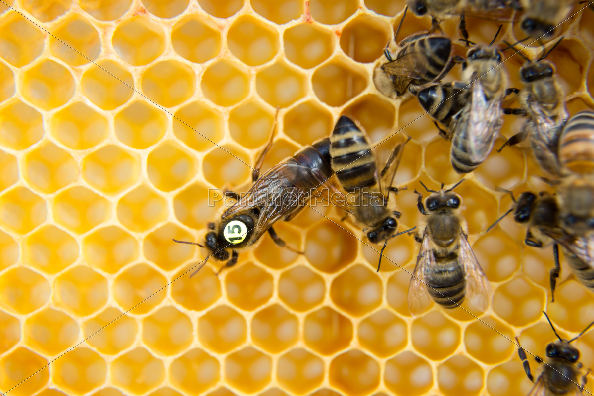 Bienenkonigin In Bienenstock Eier Zu Legen Stock Photo 967 Bildagentur Panthermedia