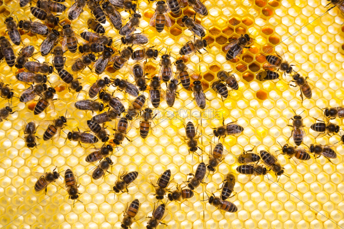 Bienen Auf Bienenwabe In Einem Bienenstock Lizenzfreies Foto Bildagentur Panthermedia