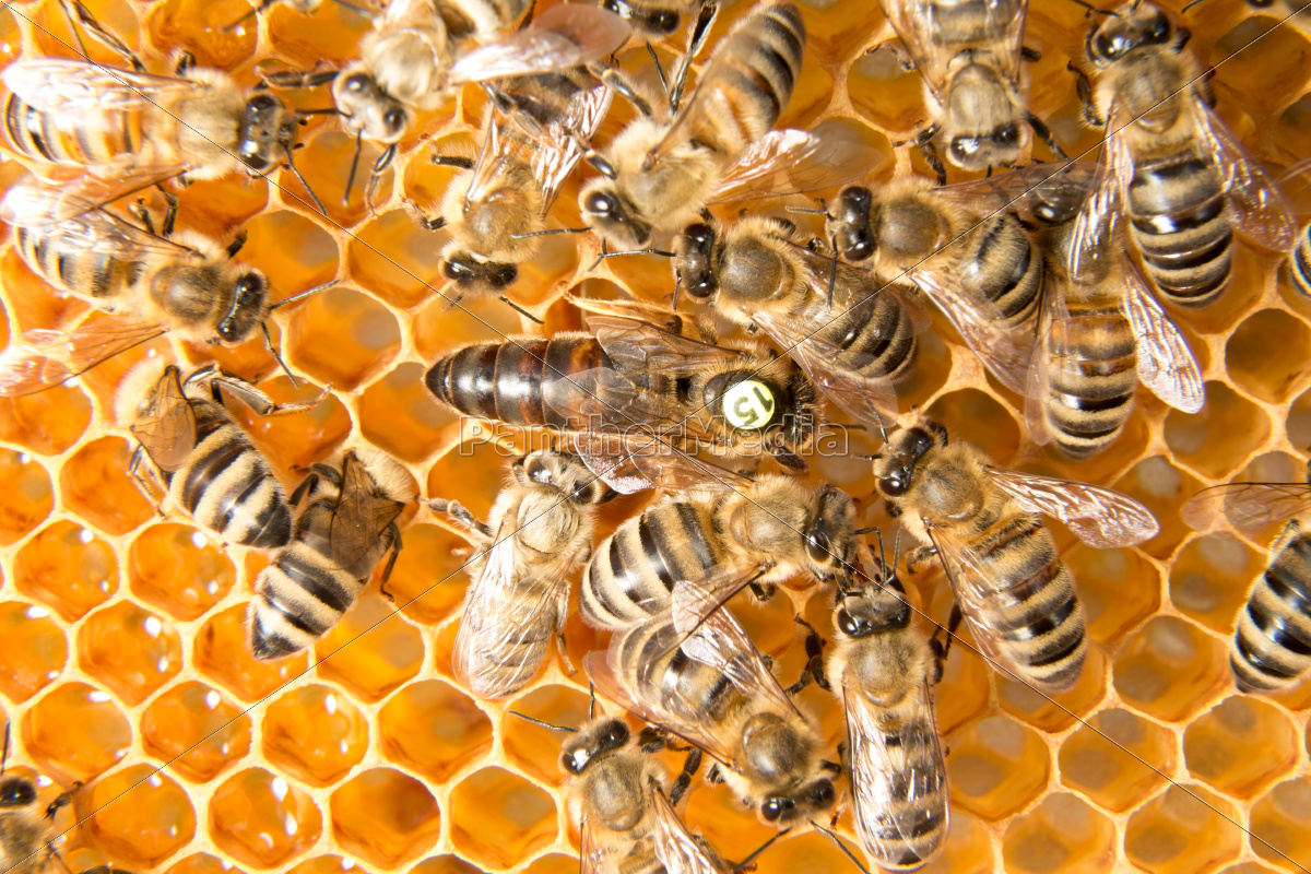 Bienenkonigin In Bienenstock Eier Zu Legen Stock Photo Bildagentur Panthermedia