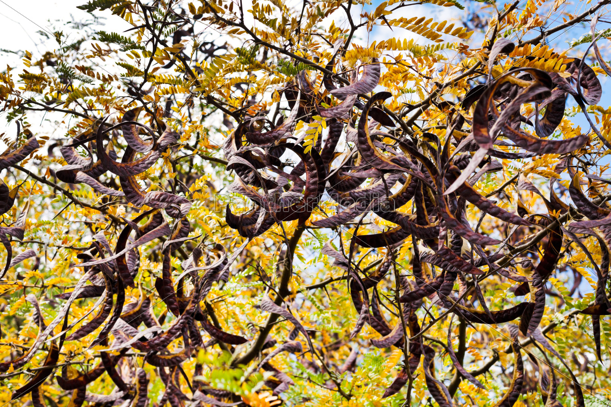 Samenhulsen Auf Akazienbaum Aus Nachster Nahe Stock Photo Bildagentur Panthermedia