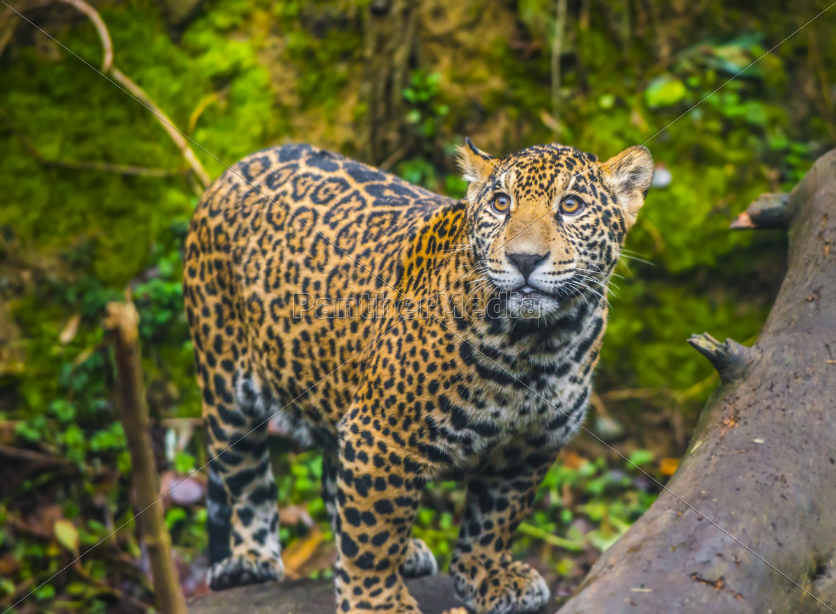 Jaguar Lebensraum