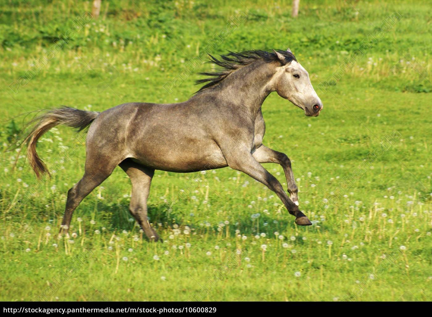 Galoppierendes Pferd - Lizenzfreies Bild - #10600829 - Bildagentur